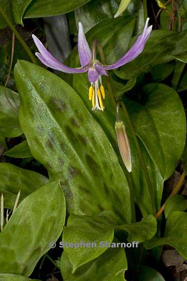 erythronium revolutum 4 graphic